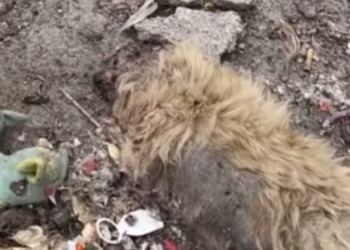 T0512038 hope dog doesn have to suffer in his next life #fyp #dogs