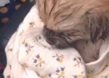 T0812001 saw two puppies huddled together in heavy rain then #animal…