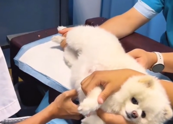 T0812002 saw stray dog being bullied by other dogs on road stopped…