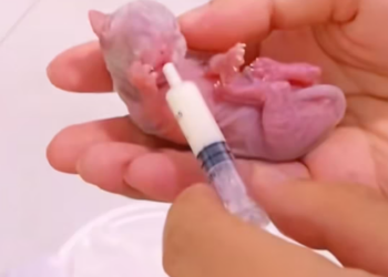 T0812004 saw stray mother cat giving birth on grass,and then #rescue