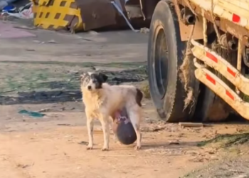 T0812005 saw stray dog huge tumor.I decided to help it,and then