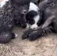 T0312035 #fyp #dogs #helpanimals #loveanimals #loveanimals #foryou