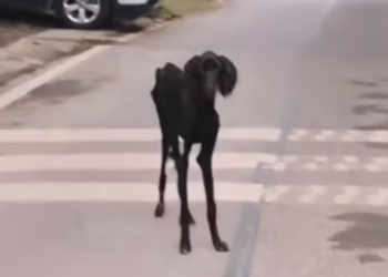 T0812007 spotted very thin stray dog, it ran away as soon as it saw me