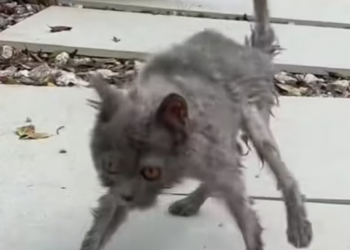 T0812008 saw cat looked sick it could barely stand.#animals #Foryou