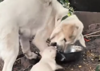 T0812009 saw puppy being abused by its mother…#animals #Foryou #Friendship