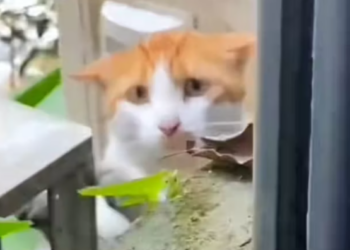 T0812011Stray cat begging food #rescue #animals #animalsoftiktok #fyp #ca…