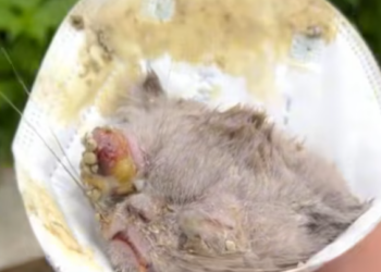 T0812012 Treat an abandoned cat an eye injury #fyp #dogs #helpanimals #lo…