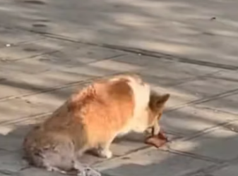 T0812013 Treat injured dogs#fyp #dogs #helpanimals #loveanimals #foryou