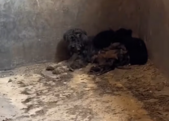 T0812014 These dogs need human care #fyp #dogs #helpanimals #loveanimals #foryou