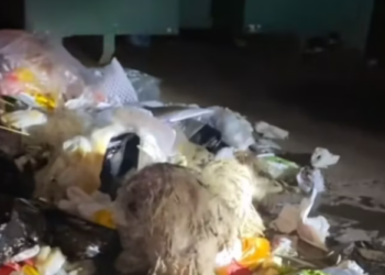 T0812015 These animals are so pitiful #fyp #dogs #helpanimals #loveanimals