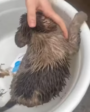 T0312032 dogs are adorable but abandoned#fyp #dogs #helpanimals #loveanimals