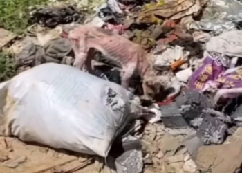 T0812016 skinny sickly dog has become fatter #fyp #dogs #helpanimal…