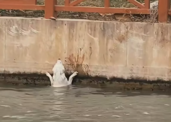 T0812018 saw stray dog fall into water, it was crying desperately