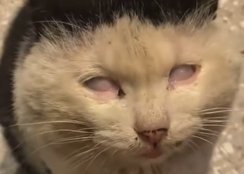 T0812019 While was eating at restaurant, stray cat stared at me.