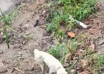 T0812020 saw stray cat being bullied by dog. chased dog away