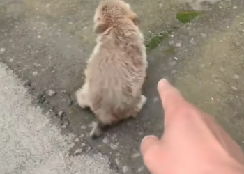 T0812021 Spotted little stray dog running wild on road, then #rescue