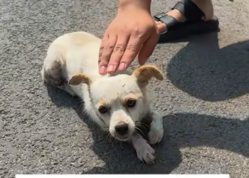 T0812022_saw stray dog get hit by car while crossing road.