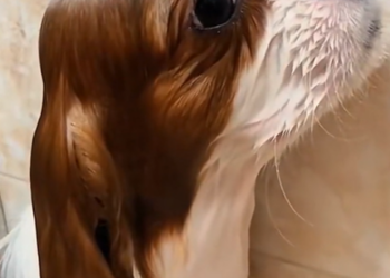 T0812023 woman saw dog drowning saved it without hesitation,and then