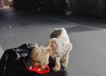 T0812025 stray cat was rummaging through trash can food.It was dirty…