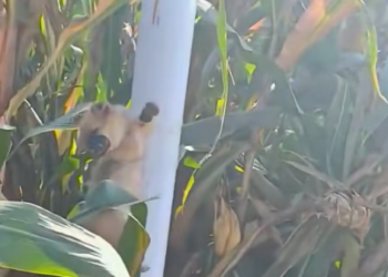 T0812024 saw little dog tied to an iron pole. Its limbs mouth were tie…