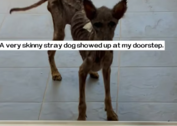 T0812026 very skinny stray dog showed up at my doorstep. It looked so pitifu…