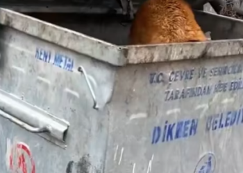 T0812027 Why are you in garbage heap baby eat some bread #doglover #dogs…