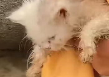 T0812029 Two poor abandoned cats ending #cat #rescuecat #animals #anim…