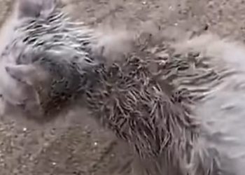 T0812030 Two cats were abandoned in box by their owner ,luckily miracle