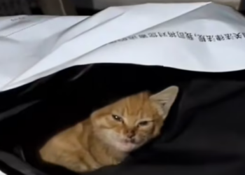 T0812031 will keep updating was shared me by fan of mine who sa…