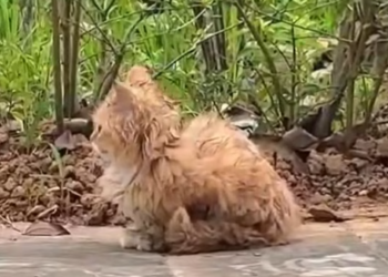 T0812033 Stray cat on street was lucky to be saved #rescueanimals #cat