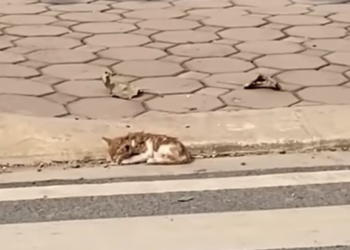 T0812034 Stray kitten on street was luckily saved #rescueanimals #cat