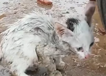 T0812035 Two kittens lost their mother standing in rain were luckily rescue