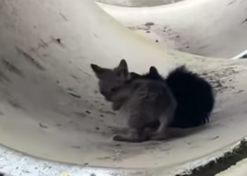 T0812036 Two kittens stuck in drain pipe were luckily rescued #rescueanimals