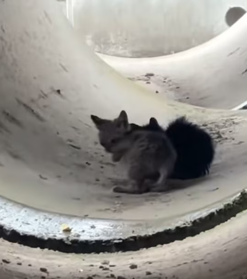 T0812036 Two kittens stuck in drain pipe were luckily rescued #rescueanimals