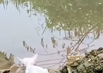 T0812037 Skinny cat standing on river bank luckily someone saved #rescueanimal…