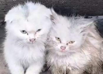 T0812038 Two kitten shivering in cold wind on side of road lucki…