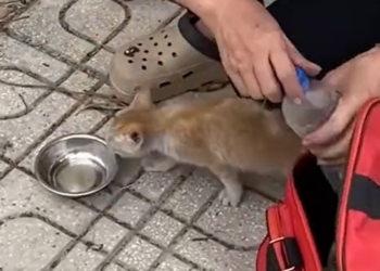 T0812039 weak desperate cat cried help because of hunger lucki…