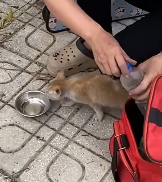 T0812039 weak desperate cat cried help because of hunger lucki…