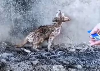 T0812040 starving cat wandering alone was luckily rescued #animalsoftiktok