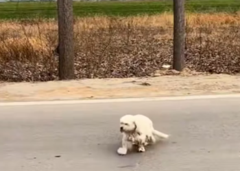 T1212001 Rescue stray dogs #rescue #cute #helpanimals #love #dog