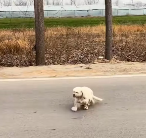 T1212001 Rescue stray dogs #rescue #cute #helpanimals #love #dog