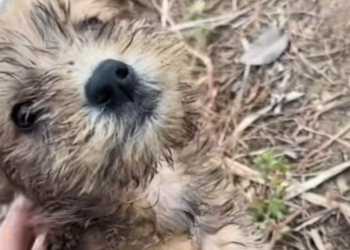 T1212002 Rescue stray dogs #rescue #cute #helpanimals #love #dog