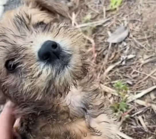 T1212002 Rescue stray dogs #rescue #cute #helpanimals #love #dog