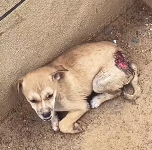 T1212003 Rescue stray dogs #rescue #cute #helpanimals #love #dog