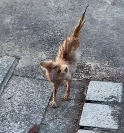 T1212005 Rescue stray cats #rescue #cute #helpanimals #love #cat #catsoftiktok