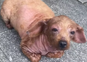 T1212006 distance, spotted stray dog crawling on ground #dog