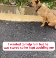 T0312037 dog was hit by car his legs were paralyzed #fyp #dogs #help…