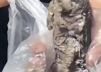 T1212007 Rescue kitten trapped in cement #rescue #cute #helpanimals #love…