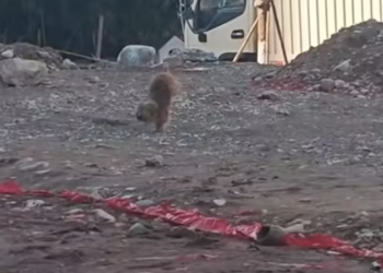 T1212008 Rescue stray dogs #rescue #cute #helpanimals #love #dog (3)