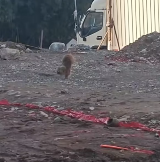 T1212008 Rescue stray dogs #rescue #cute #helpanimals #love #dog (3)